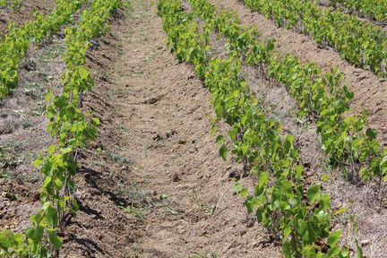 Черенки (чубуки), саженцы подвоя Кобер 5 бб