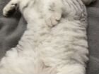 Шотландский вислоухий кот на вязку объявление продам