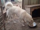 Собака западно сибирская лайка объявление продам