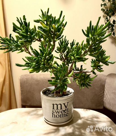 Крассула Коралл