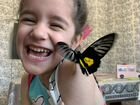 Бабочкарий с куколками живых тропических бабочек объявление продам