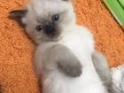 Котёнок Тайской породы объявление продам