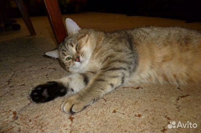 Британец Вася - в ответственную семью