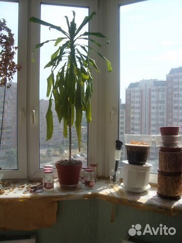 Набор горшков б/у