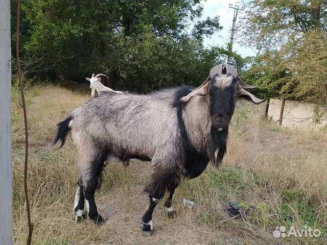 Англо нубийский козел