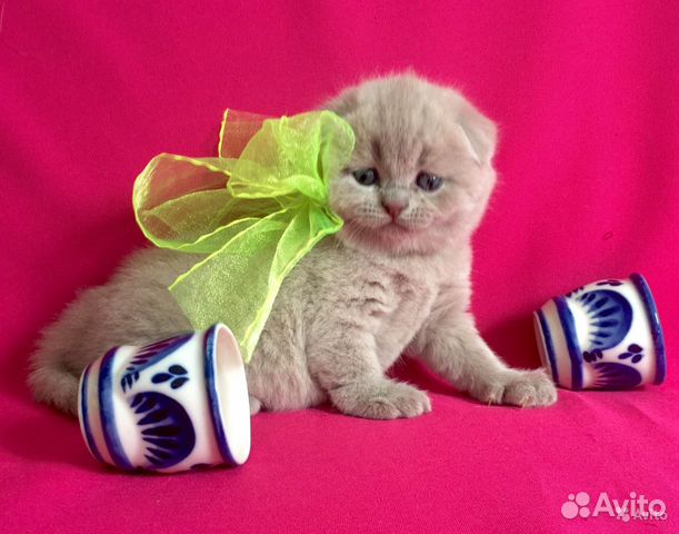 Элитные шотландские малыши