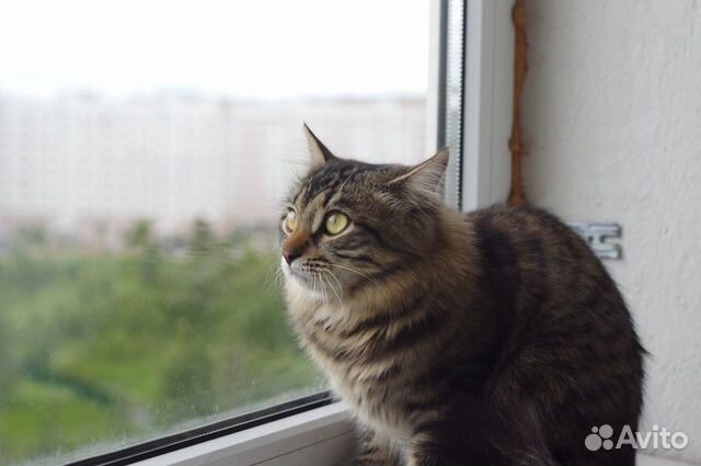 Вызов ветеринара на дом