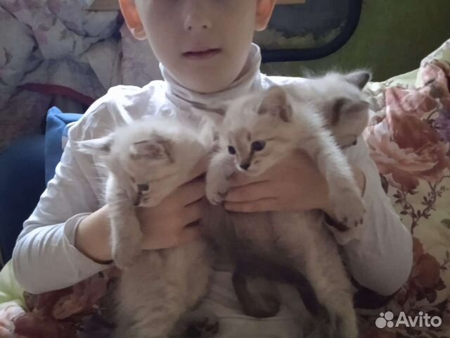 Кошки в добрые руки бесплатно купить в Воронеже | Животные и зоотовары ...