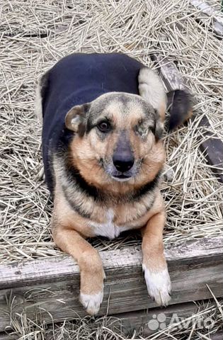 Особенная собака друг