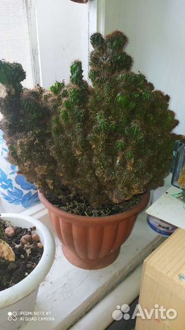 Кактус цереус перуанский