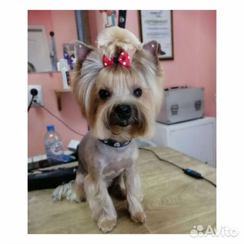 Стрижка собак и кошек. Тримминг, груминг крупных п