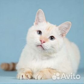 Красивый ласковый котик Сеймур