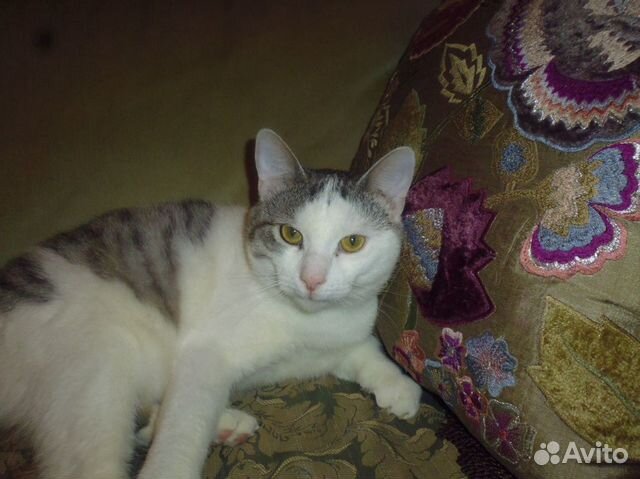 Котик Кузя ищет дом