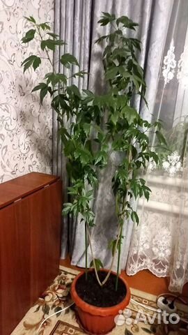 Гибискус китайская роза