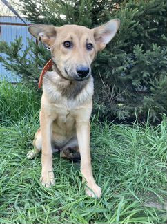 Чара в добрые руки