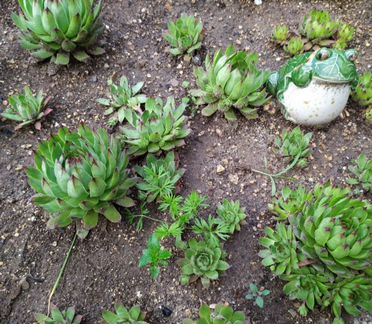 Каменная роза (молодило), гвоздика, вероника