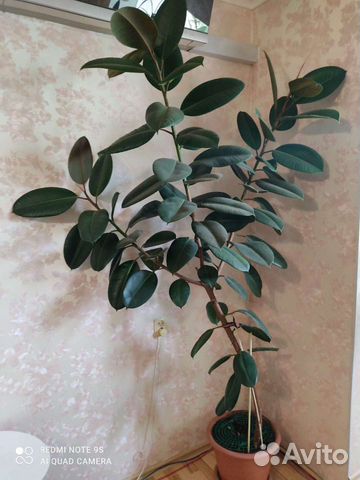 Фикус каучуконосный