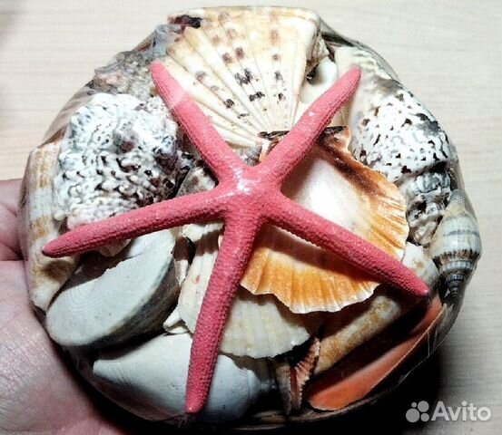 Новый набор морских ракушек