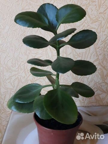 Комнатные растения.Каланхое