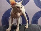 Донской сфинкс котенок объявление продам
