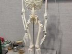 Анатомический скелет
