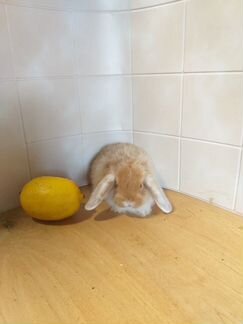 Декоративные кролики породы 