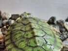 Аквариум с черепахами объявление продам
