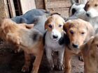 Русские гончие собаки объявление продам