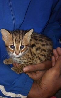 Азиатские леопардовые коты в разведение или семью