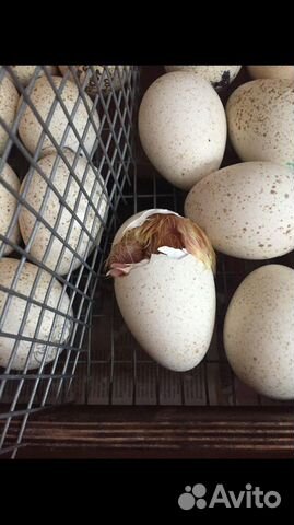 Яйцо/ живая птица
