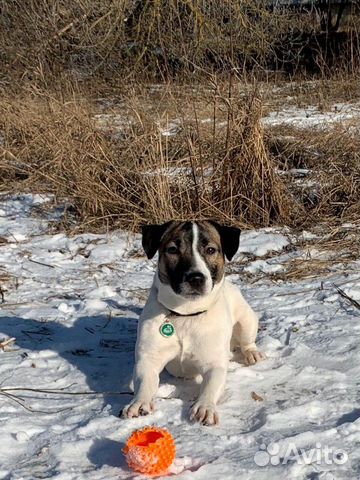 Джек рассел кабель для вязки