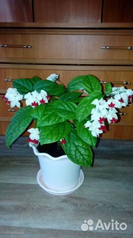 Продам черенки герани, пеларгонии