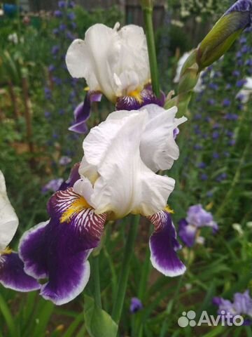 Ирисы разные, см.фотобородатый 