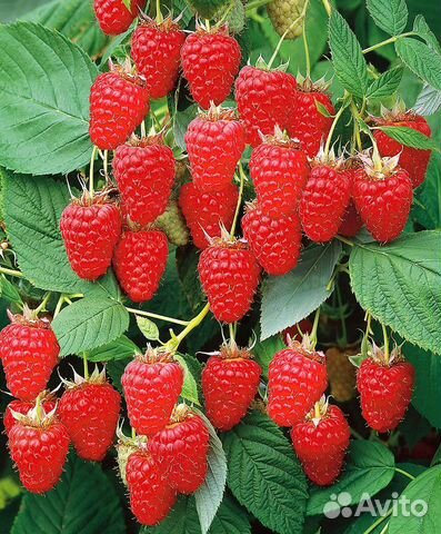 Малина ремонтантная