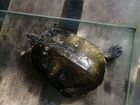 Красноухая черепаха, 5 лет., с аквариумом