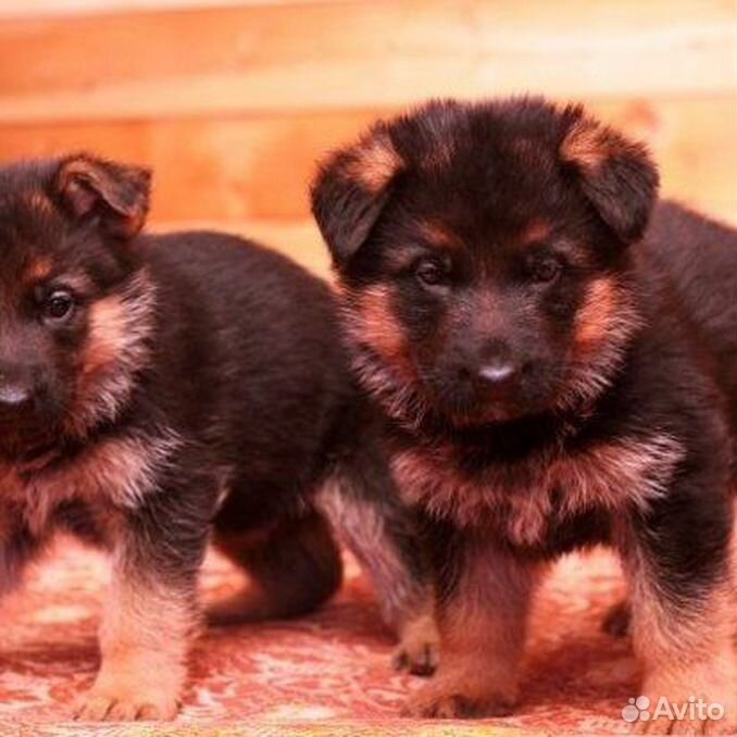 чепрачная немецкая овчарка щенок. щенки немецкой 1 месяц. зонарная немецкая овчарка щенок 1. щенок немецкоц овчарки 1 мес. 5 мес.