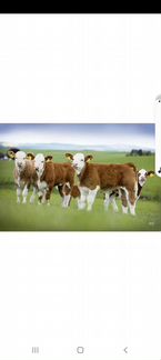 Бычки и телочки