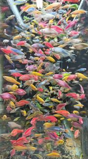 Данио гло, тернеция, данио малабарский, орнатус