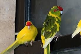 Попугай какарики взрослые пары