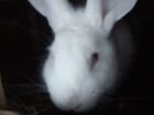 Крольчиха Белый паннон бролерный с 9 крольчатами