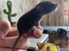Крысята дамбо(крыса)