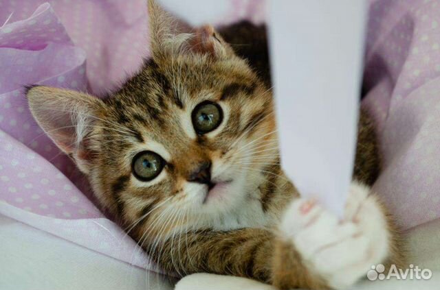 Котенок, кошка, котик лесной окрас в добрые руки