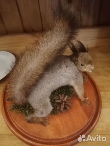 Белка чучело искусственное