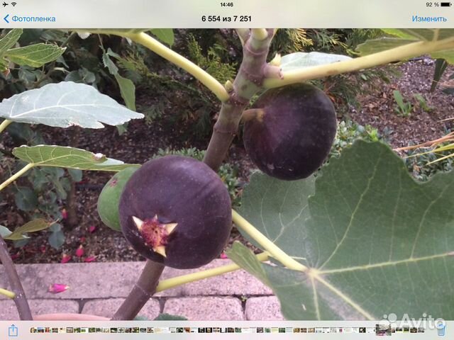 Инжир и маракуйя северная (съедобная), саженцы