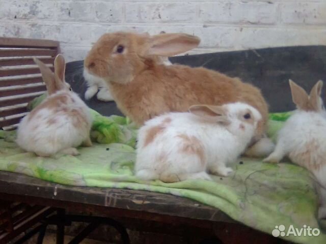 Кролики мясных пород,тушки