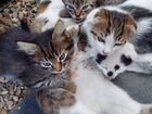 Котята от кошки крысыловки