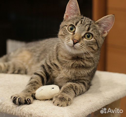 Фиона, котенок в добрые руки, стерилизована