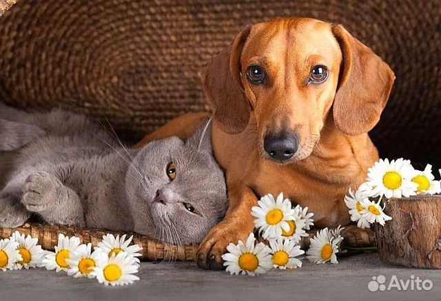 Передержка кошек и собак в коттедже