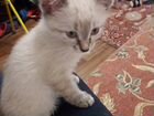 Балинез котенок объявление продам