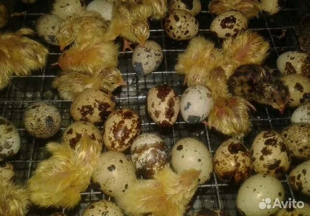 Инкубационное яйцо перепелов